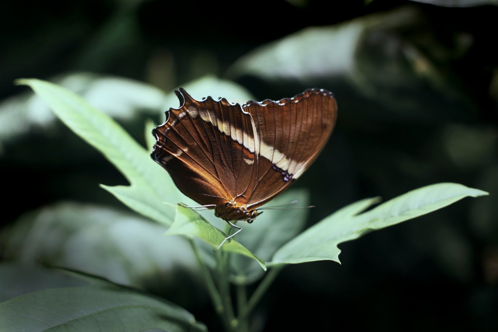 The Fun smithsonian butterfly pavilion