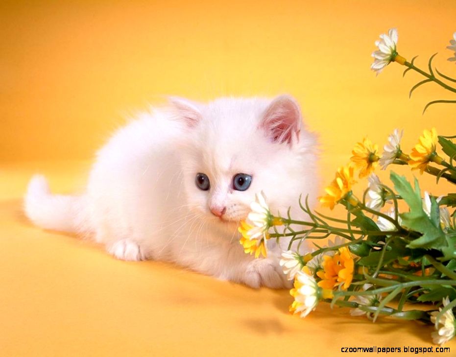 Free Cat HD Wallpapers Download Free Desk Wallpapers Free Cat HD Wallpapers Download Free Desk Wallpapers