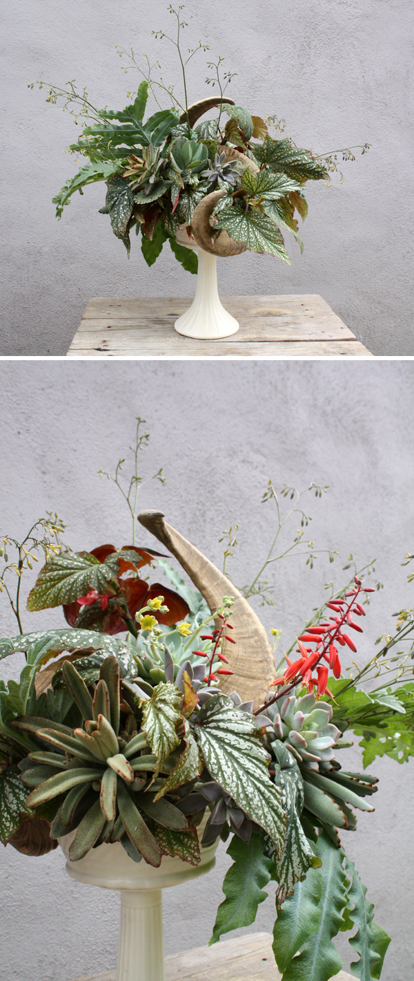 crosspollination locally grown with ram's horns