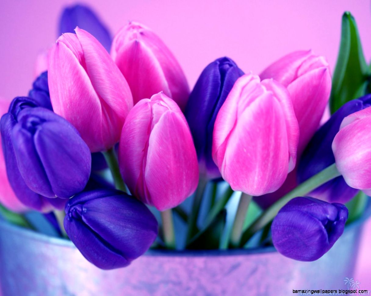 Divine Spring Tulips Wallpapers Travelization Divine Spring Tulips Wallpapers Travelization