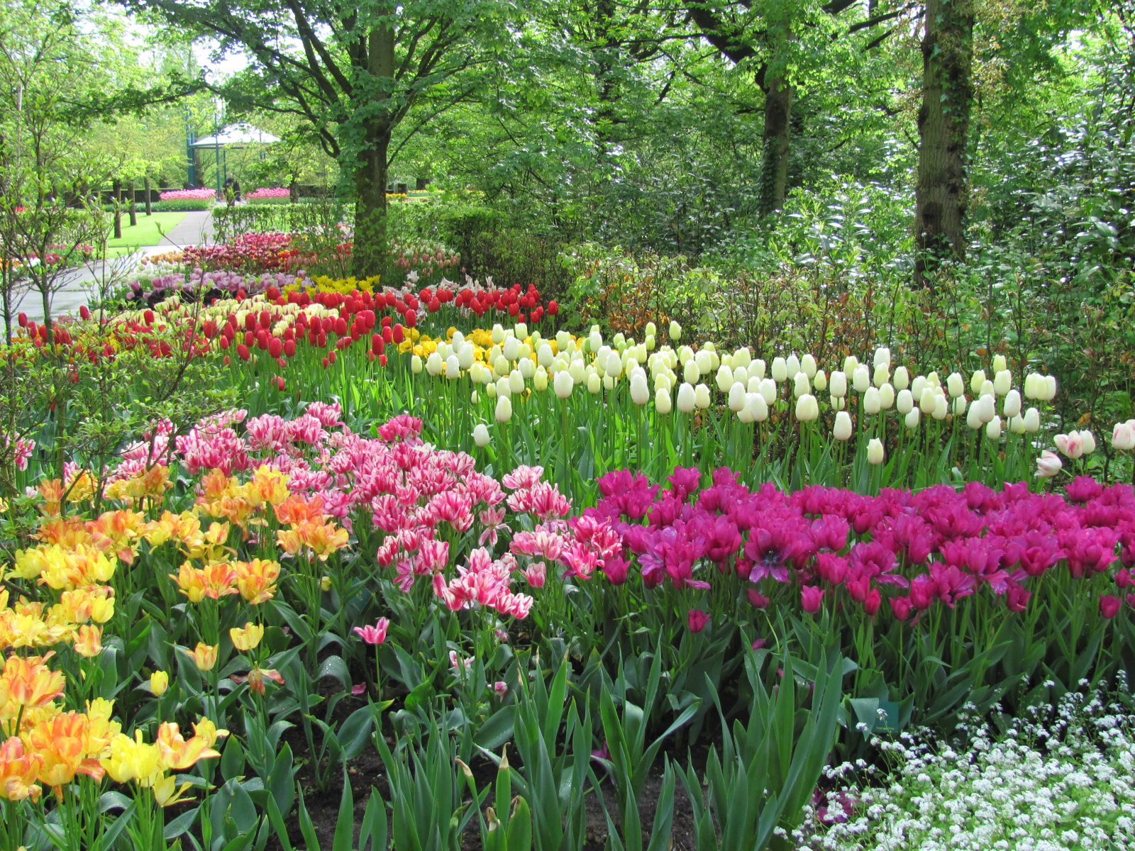 bedesisters Spring Flowers in Holland