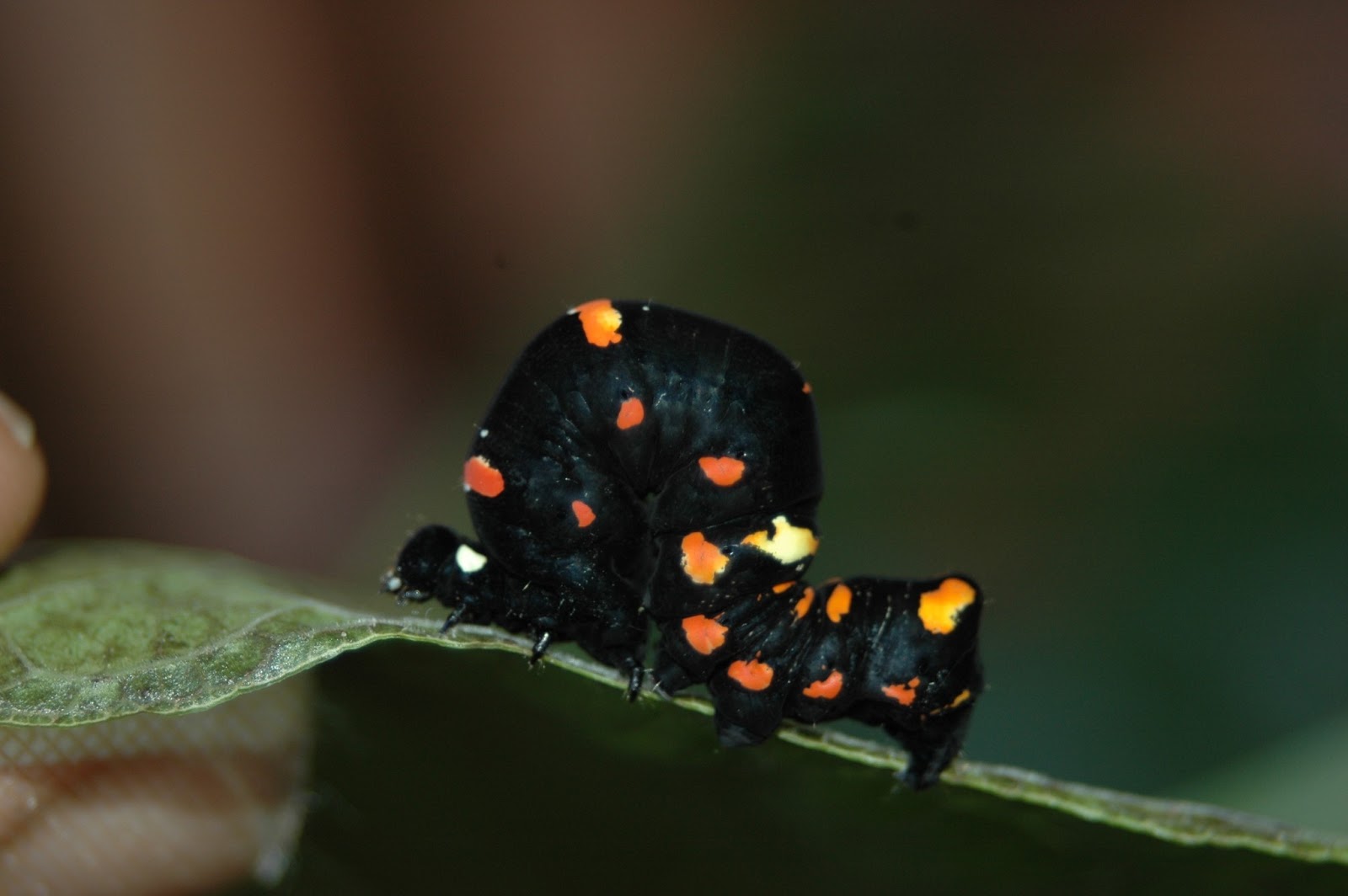 Fruit Do Moths Eat
