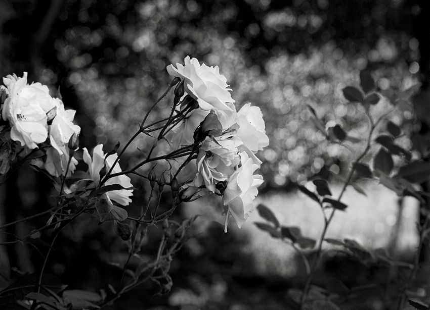 Rosas Conjunto de rosas brancas contra um fundo desfocado pelo efeito óptico da lente a grande abertura do diafragma