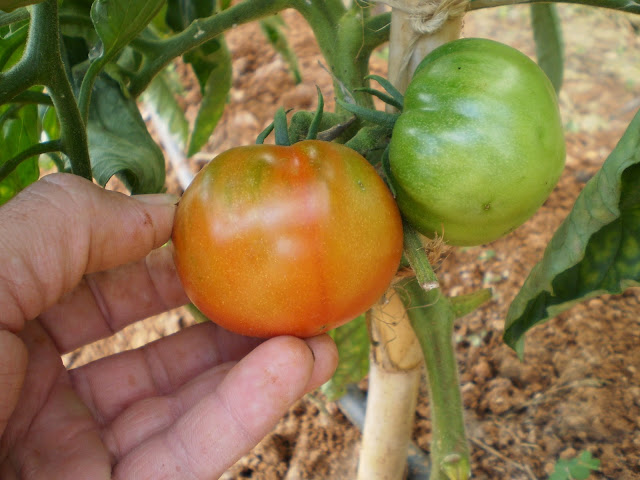 Cultivo de Tomates