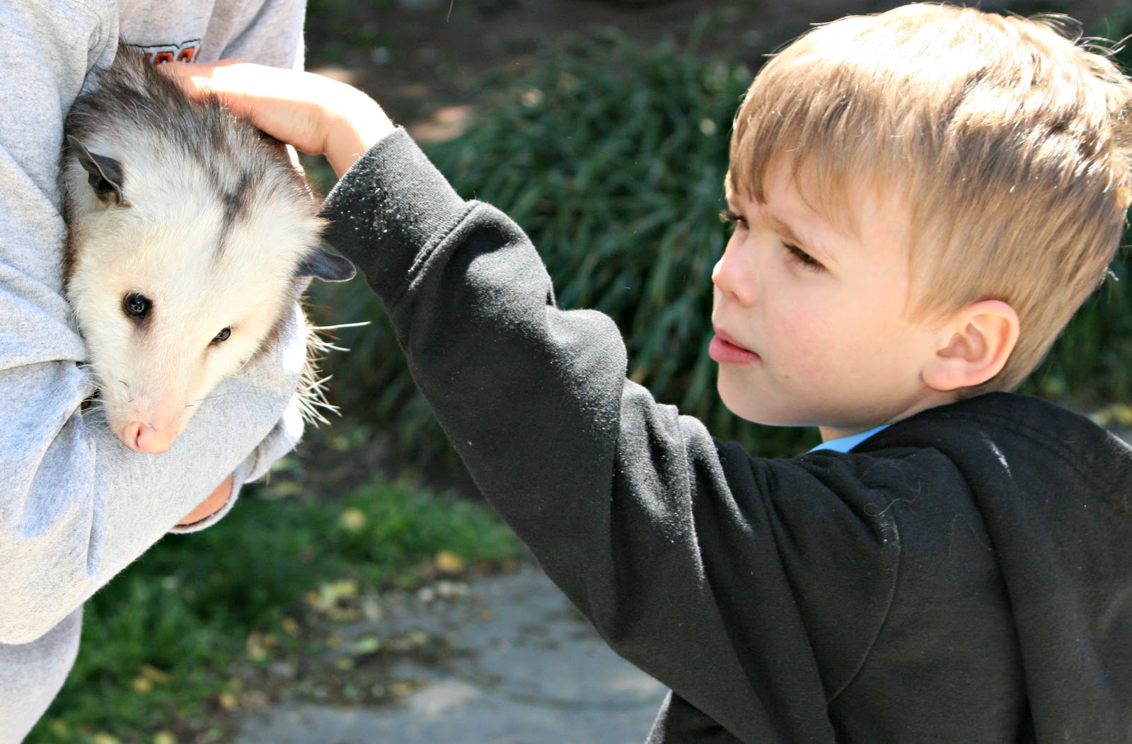 Pet Possum Tennessee at Jeffrey Miller blog