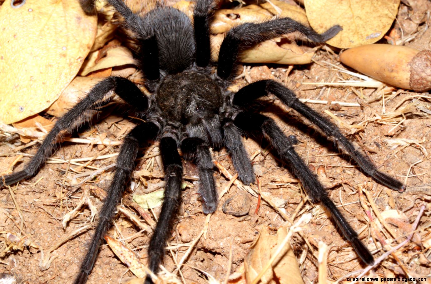 Black Tarantula in Mountains Black Tarantula in Mountains