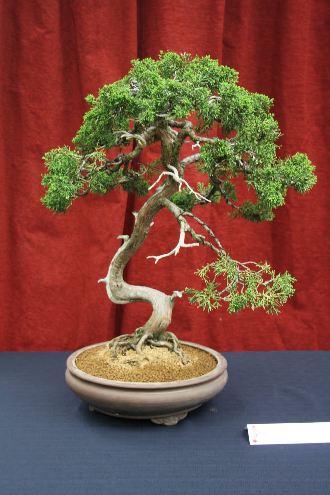 Ondori Bonsai Bonsai Tentoonstelling Noord Nederland 2011 te Haren