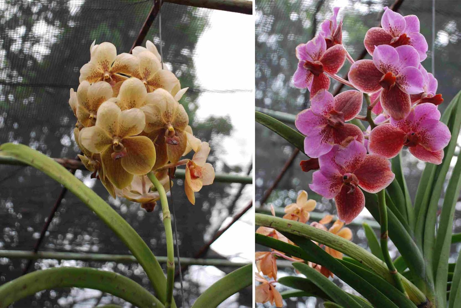 Orchid Farm Travel Gourmande