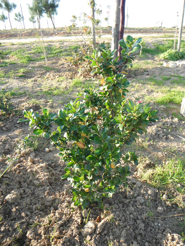 Le Parfum Du Square De La Place De Bitche