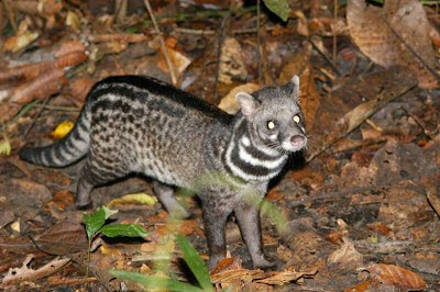 Malabar Large-spotted Civet