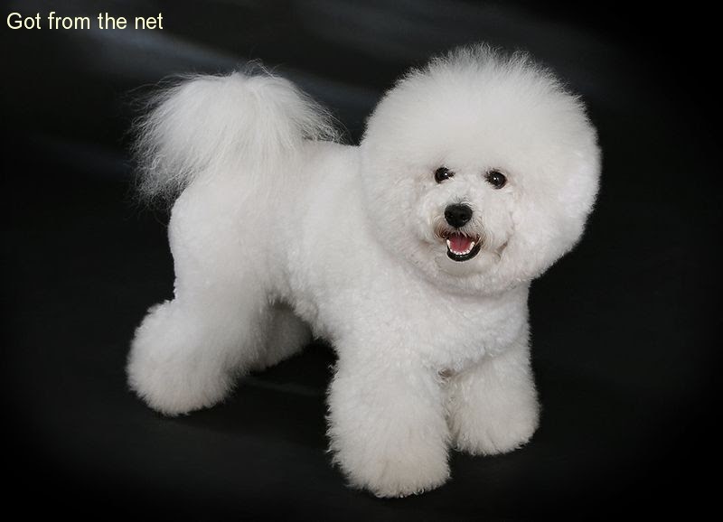 bichon frise panda cut
