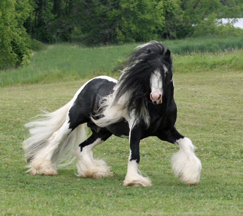 Gypsy Horse Image Source