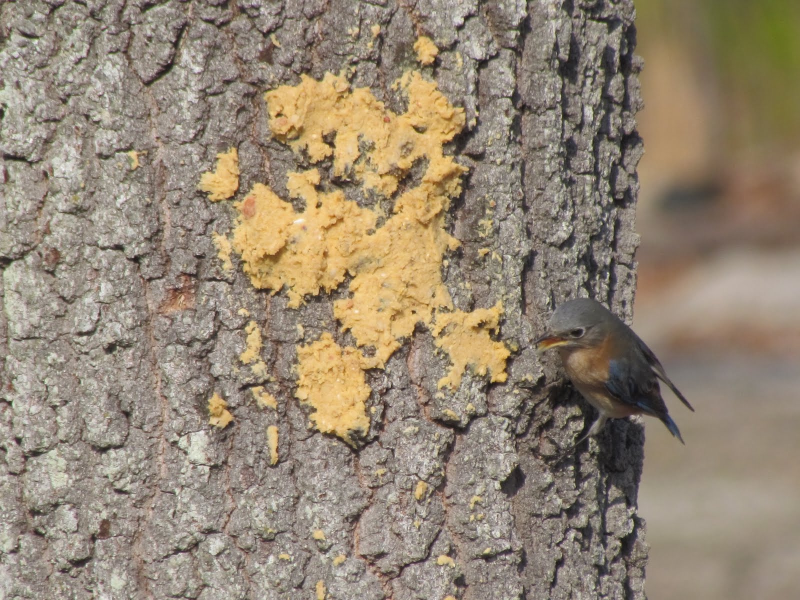 Whitney's Bird Blog Bark Butter