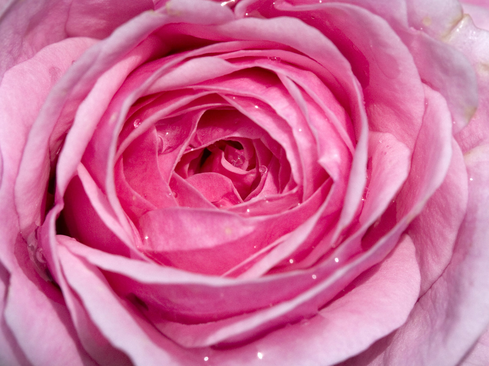 Beautifull Flowers 2011 pink rose background