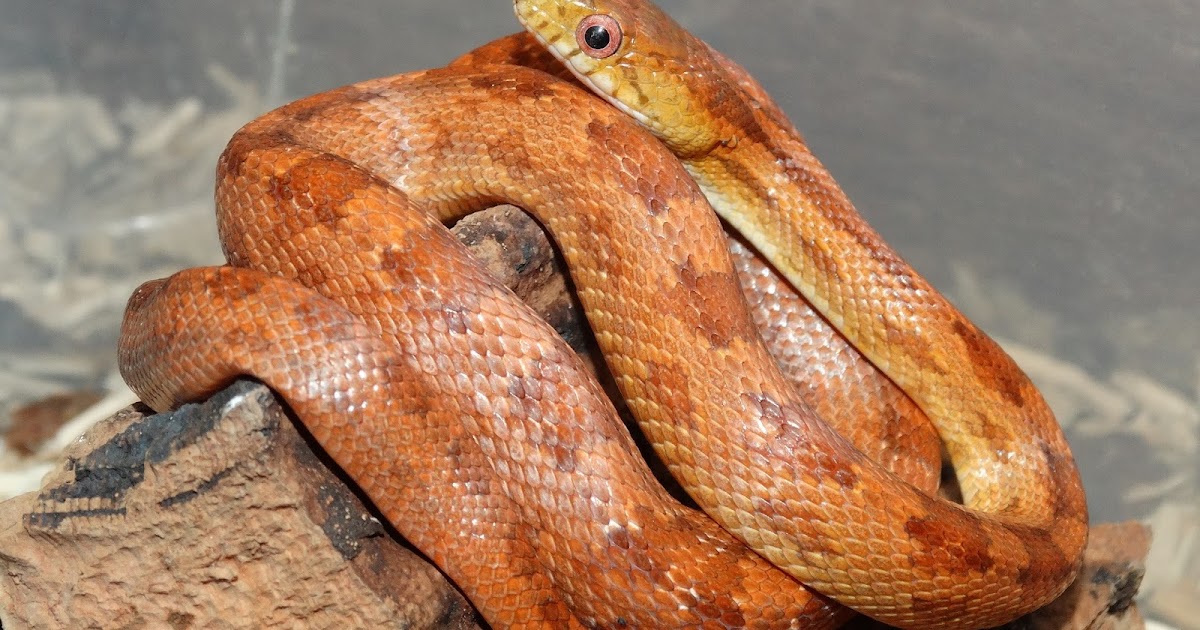Reptiles Amphibians & Fish: EVERGLADES RAT SNAKE - ELAPHE OBSOLETA