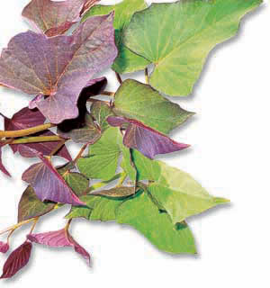 Sweet potato toppings image