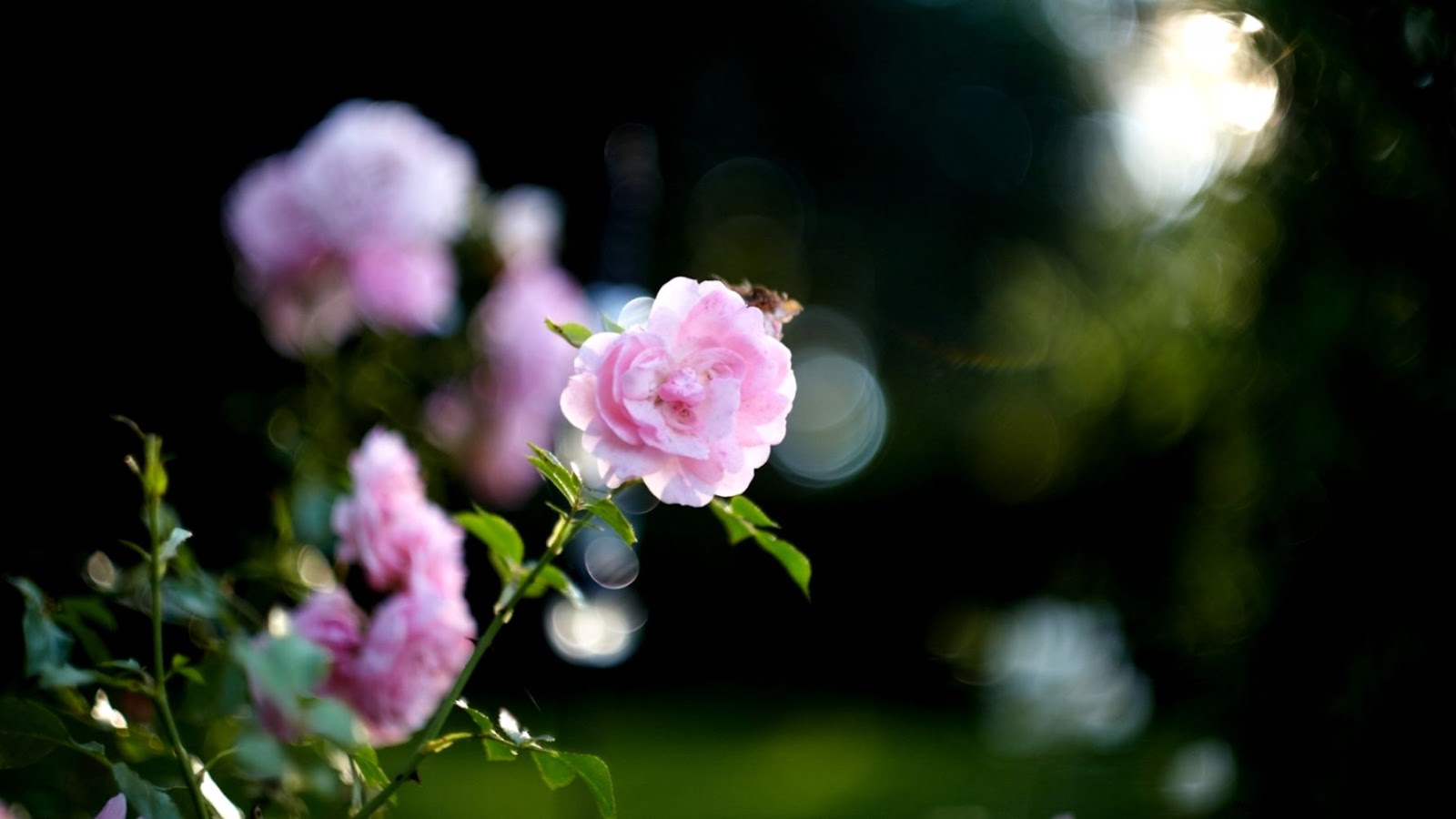 Pink Rose Bokeh Download HD Wallpapers Pink Rose Bokeh Download HD Wallpapers