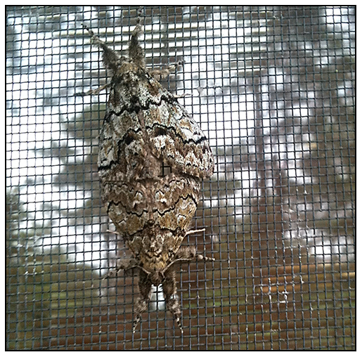 Hampshire Gardener Spring 2018 By Country Gardener Issuu