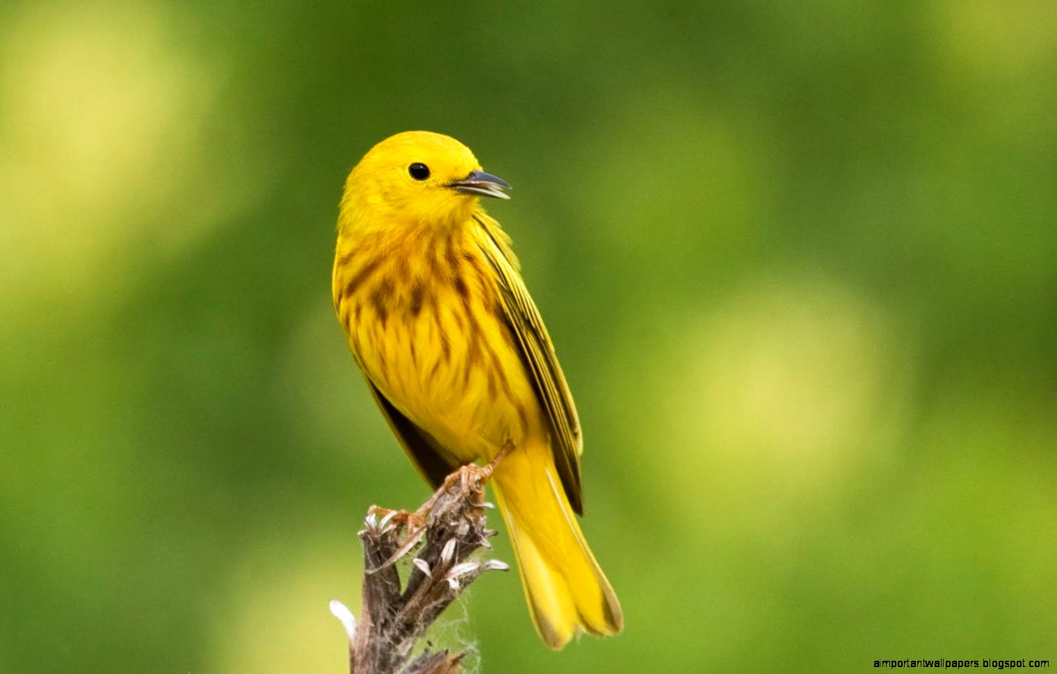 FunMozar – Amazing Pictures Beautiful Yellow Birds FunMozar – Amazing Pictures Beautiful Yellow Birds