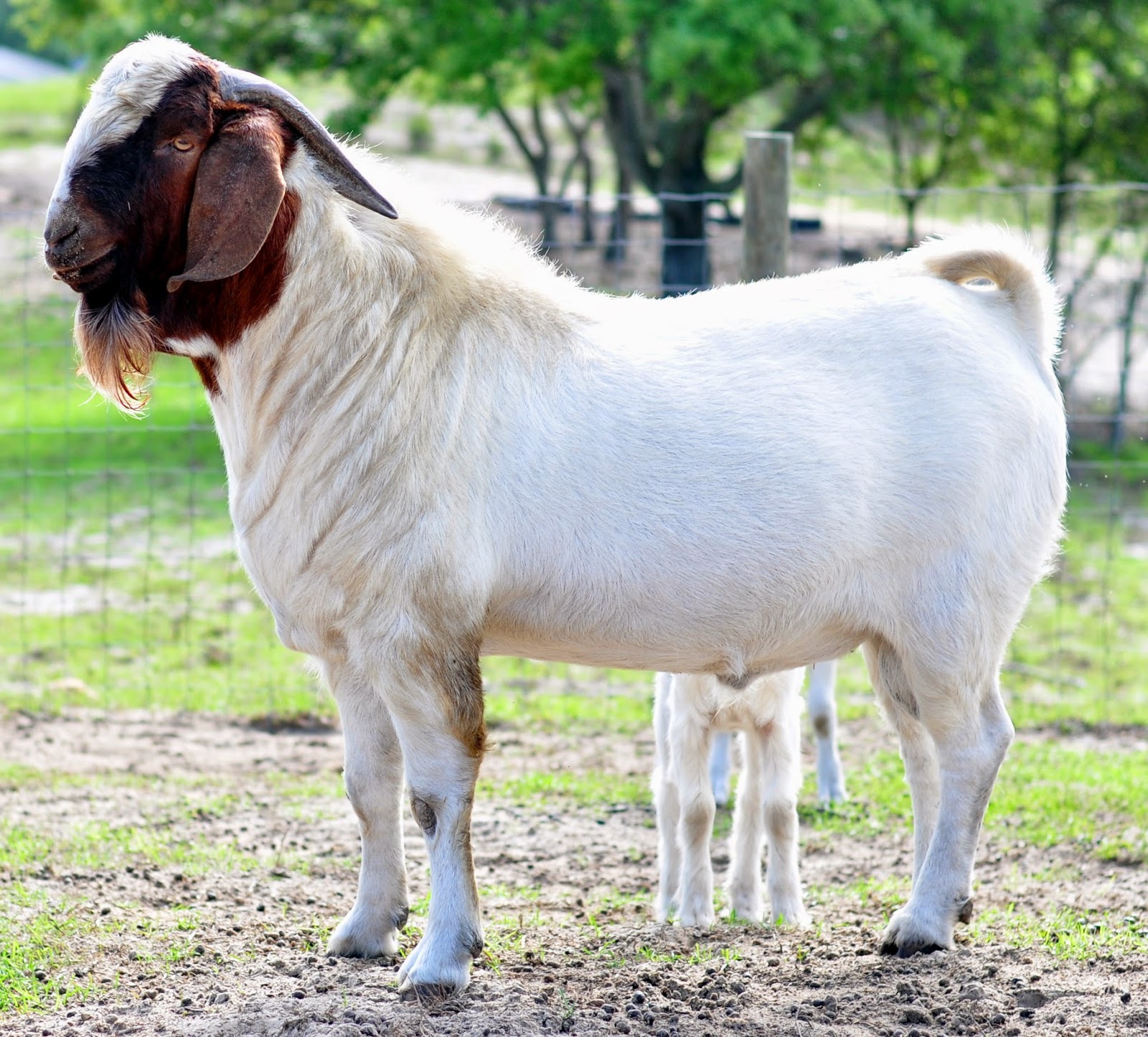 13 Boer, Boer X and Kiko Goats For Sale in Bronson/ Williston
