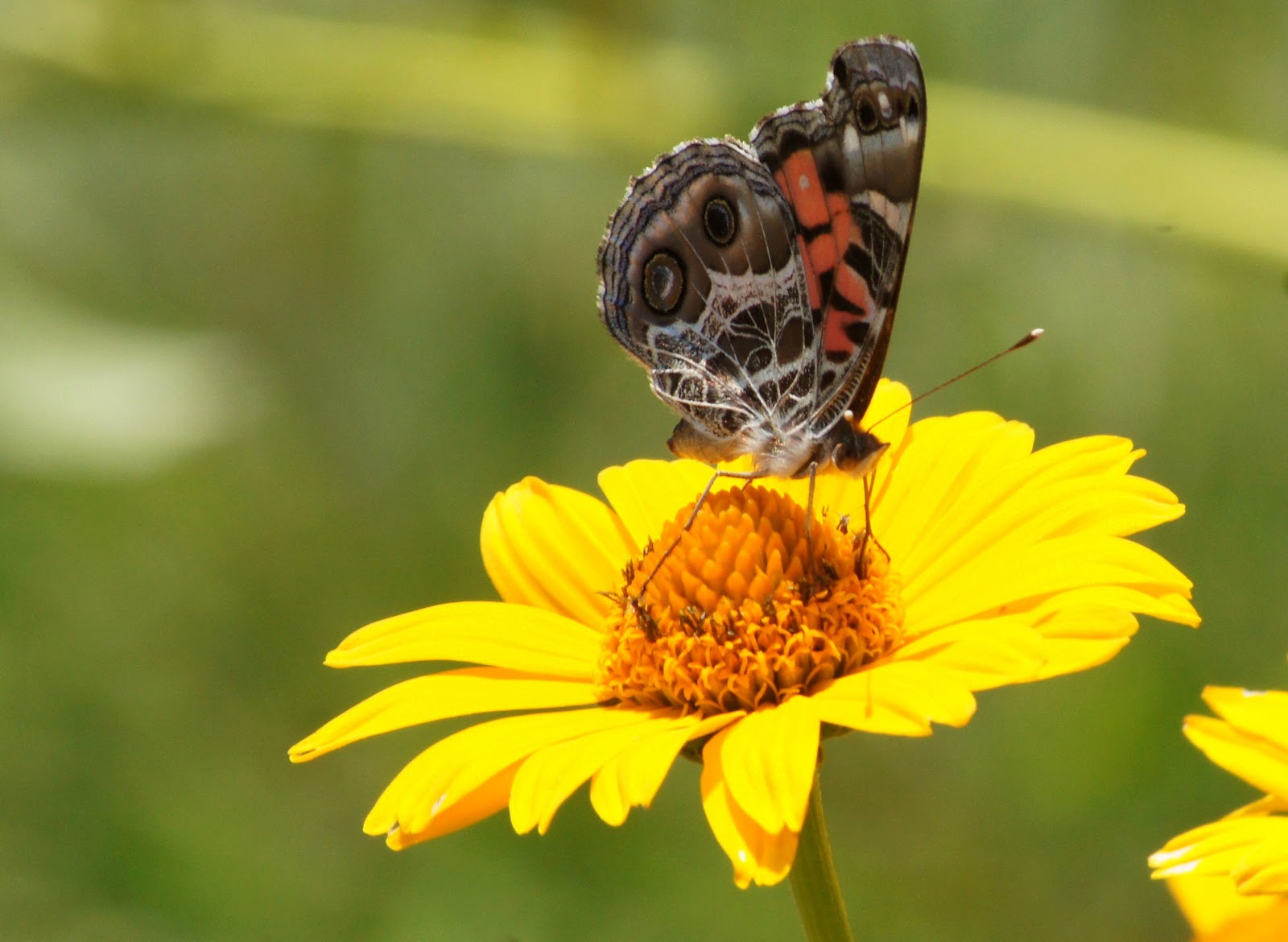 Things with Wings Massachusetts Butterflies