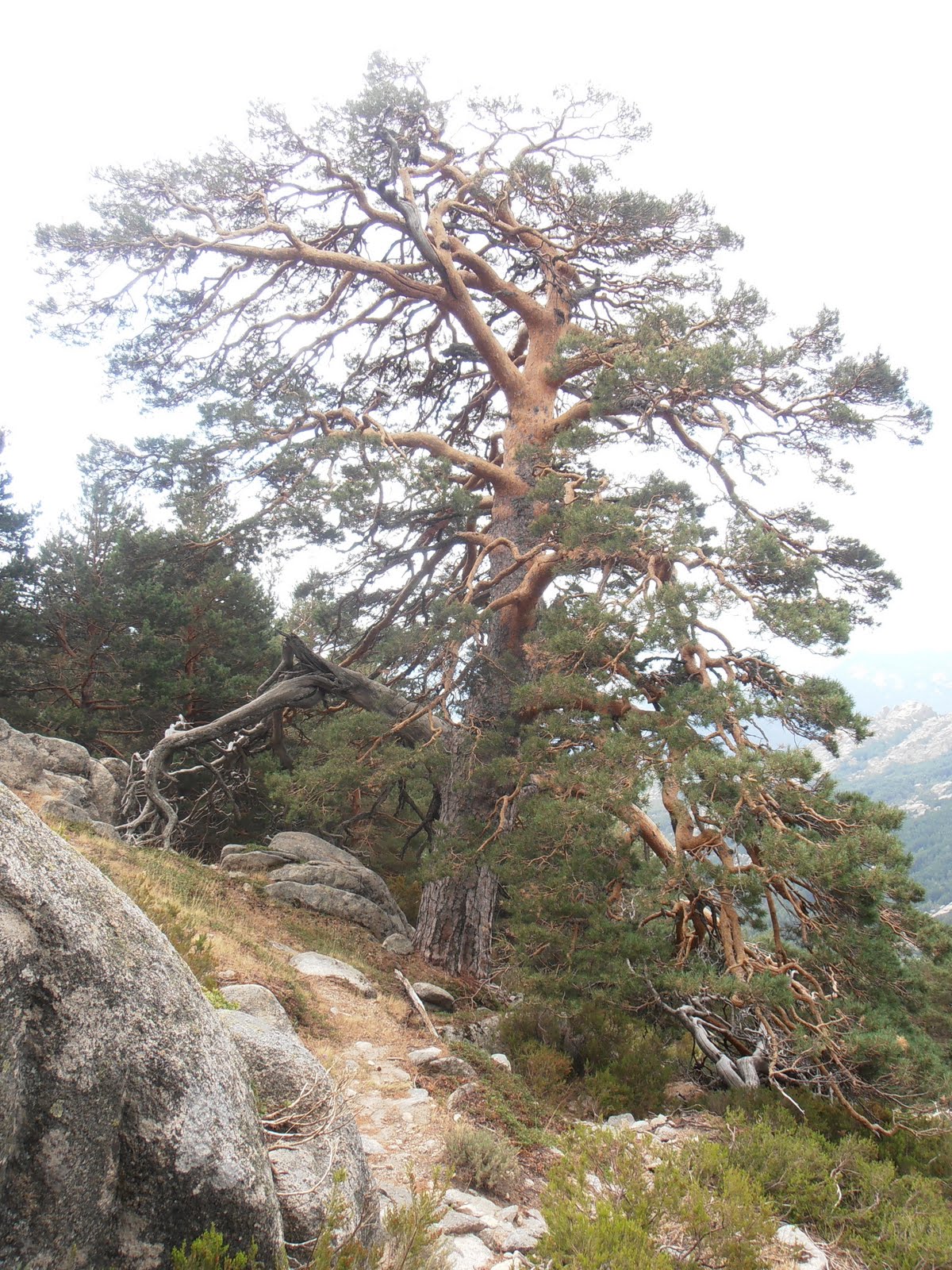 Entre plantas y bichos Pinus sylvestris (Pino albar o pino de Valsaín)