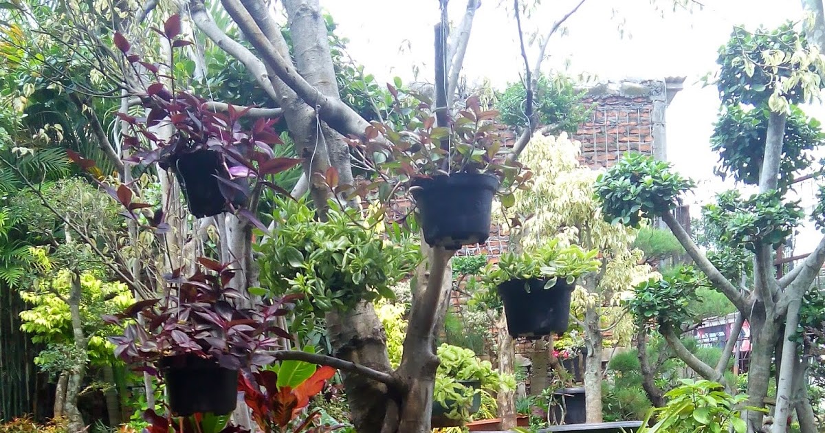 Memanfaatkan Batu Kali untuk Taman - Education Articles