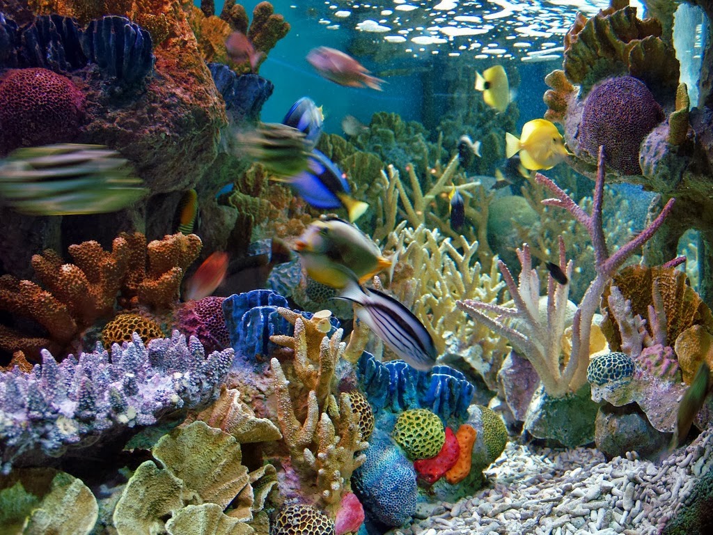 Gambar Ikan Hias Air Laut
