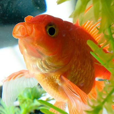 Fantail-Goldfish-2.jpg