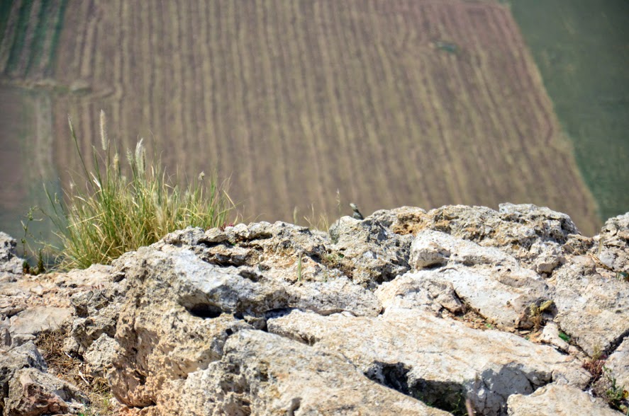 Matthew Wester the Blog Throw Jesus Off a Cliff. And who are Shamgar