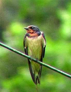 Dunia Burung: Jenis-Jenis Burung
