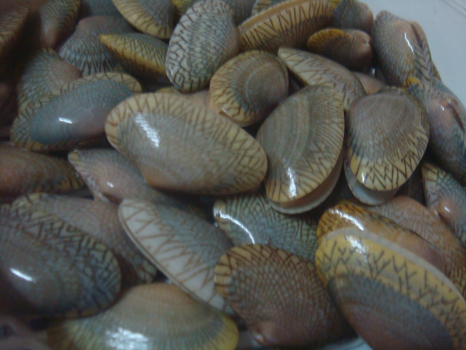 Warisan Bonda Resepi LALA goreng bercili pedas...