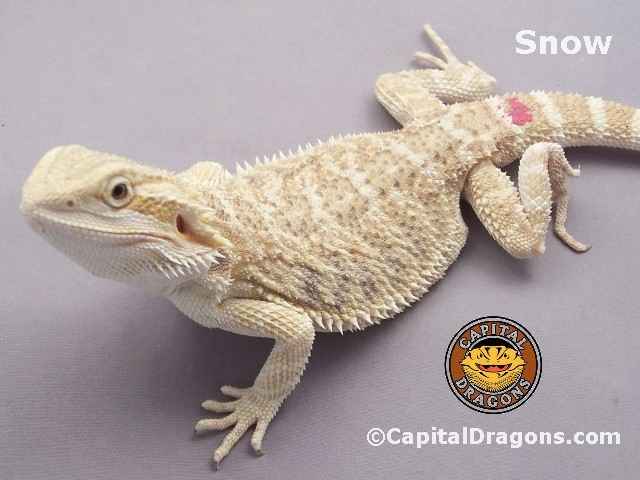 Bearded Dragon Snow