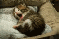 cat-yawn-gif.gif