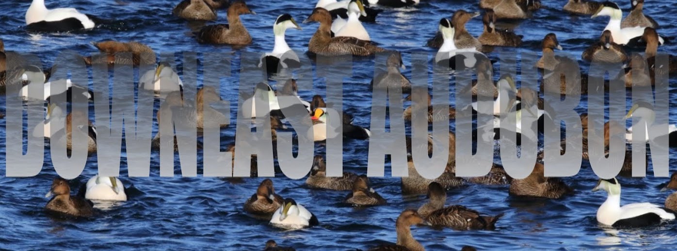 Downeast Audubon Photos