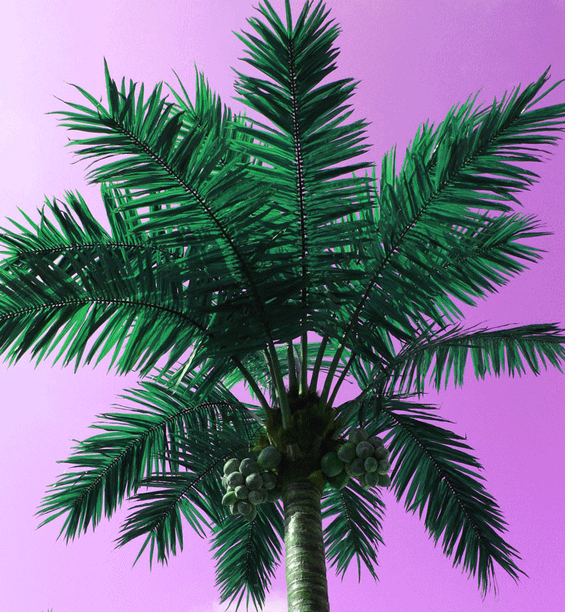 YENA CHOI PALM TREES