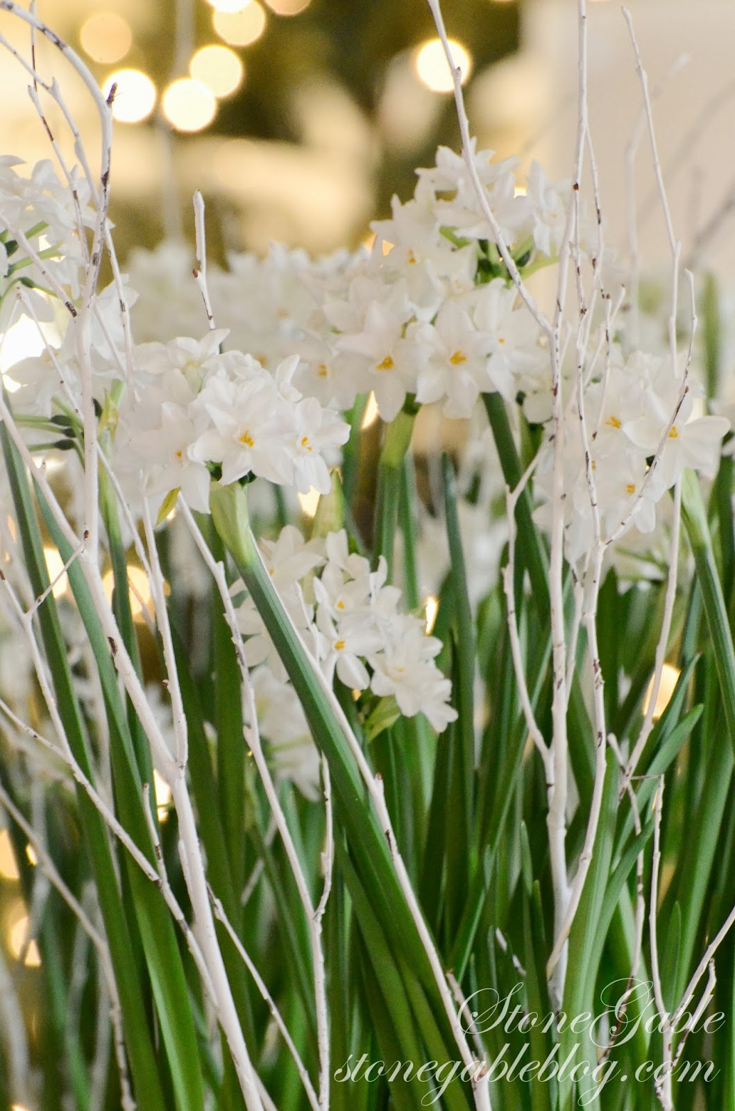CHRISTMAS PAPERWHITES StoneGable