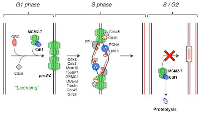 DNA replication commences S phase Biology Diagrams