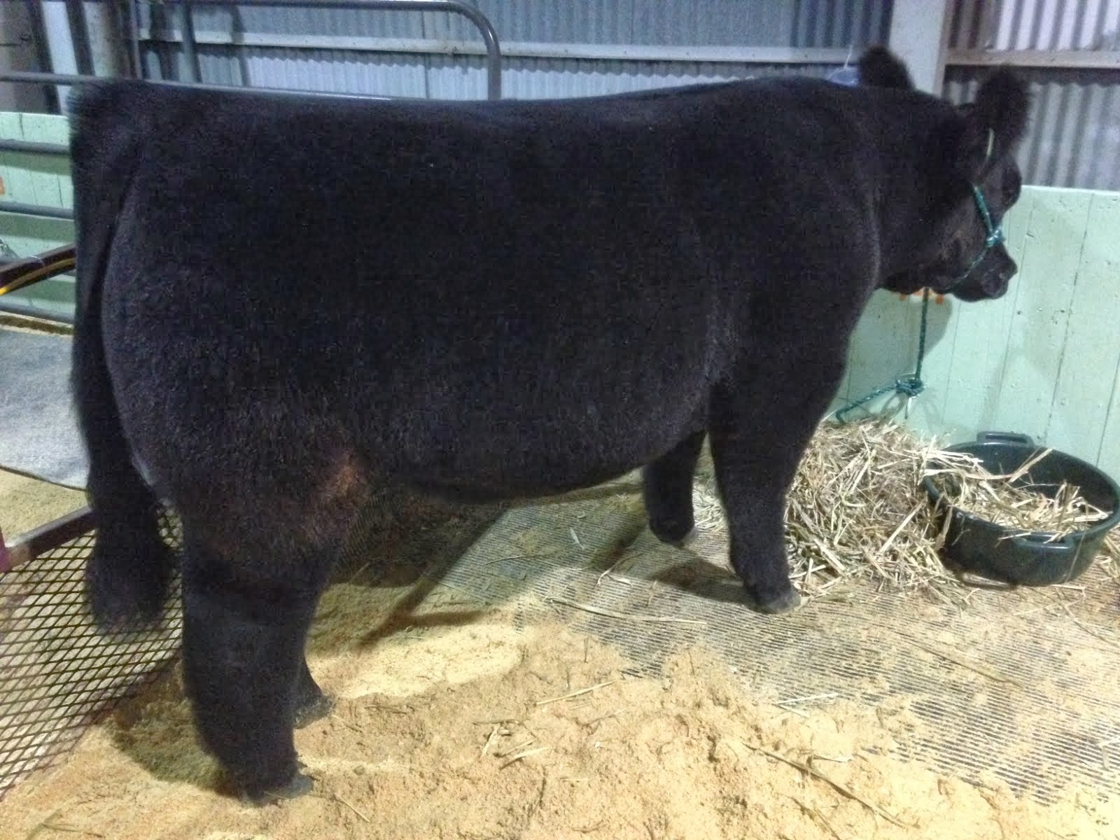 DIAMOND G CATTLE CO. Fort Worth Steer Show