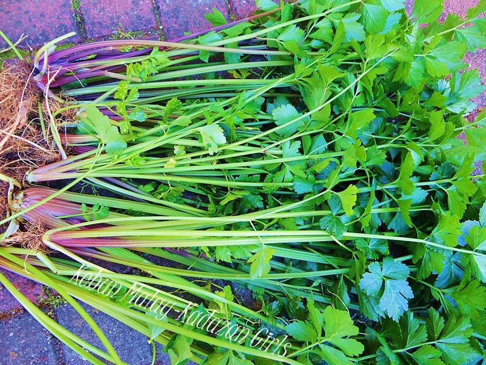 Kebun MalayKadazan girls Treasure Hunting