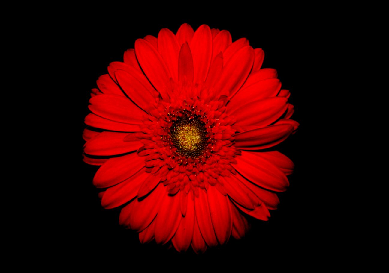 best hd red flowers with best hd red flowers with