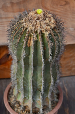 Unknown Plants 9月 13