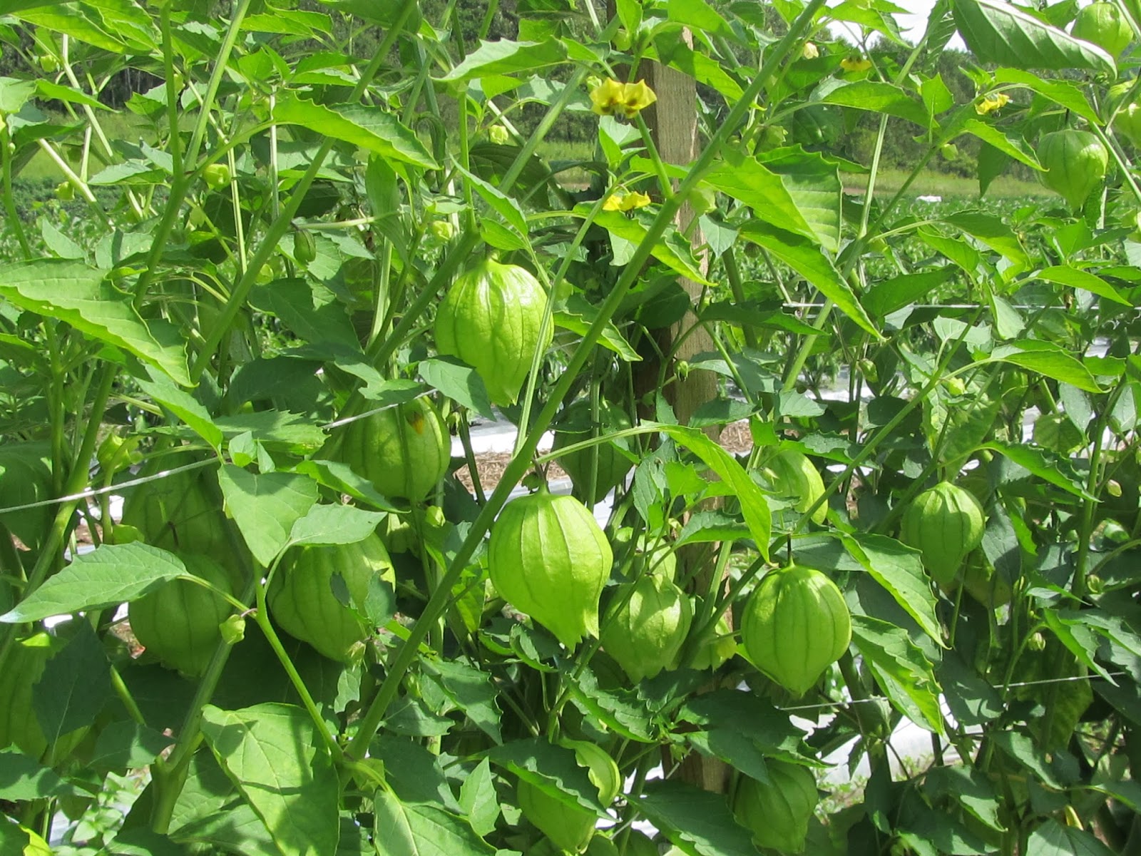 Harmony Valley Farm Vegetable Feature Tomatillos