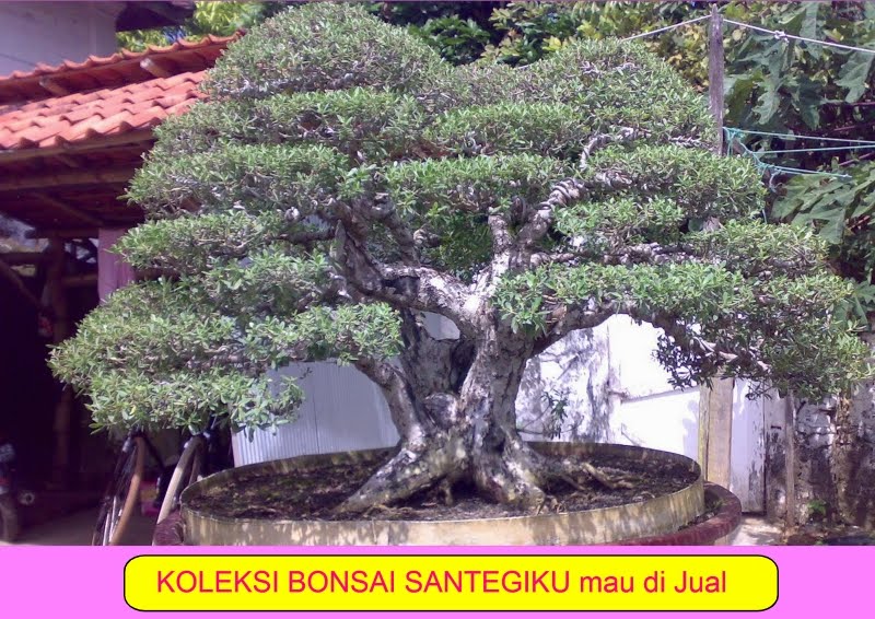 DUNIA BONSAI Dan SEPEDA ANTIK