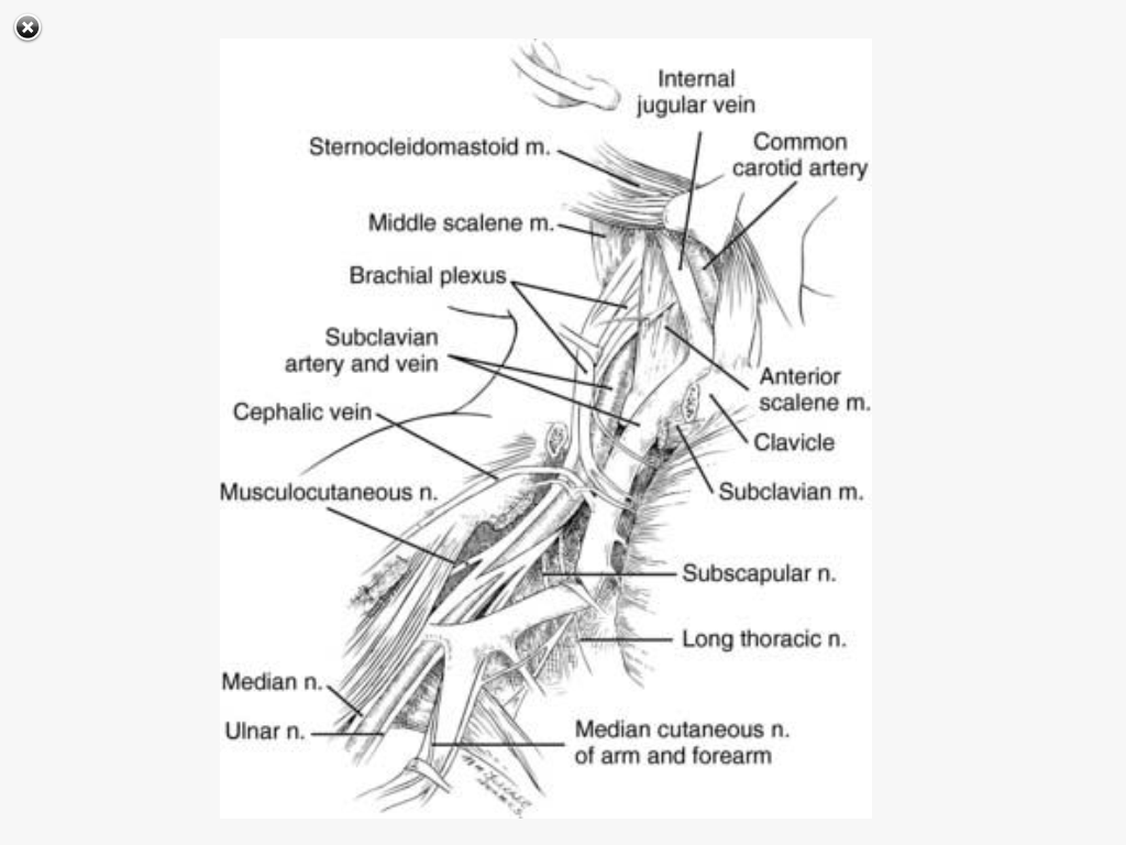 SRNA Daily Review REGIONAL ANESTHESIA BLOCKS