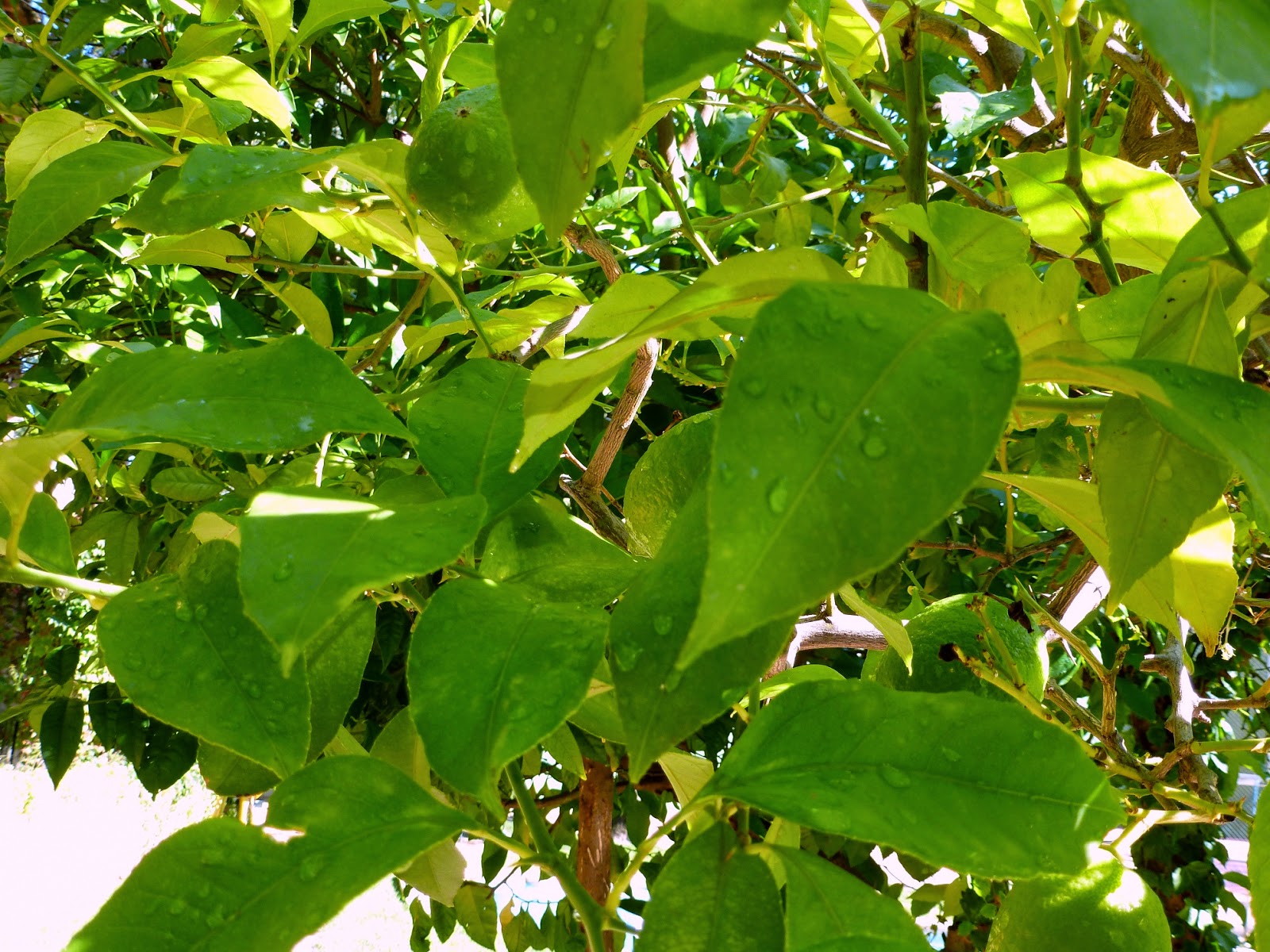 Árboles con alma Limonero. Llimoner. (Citrus limon)