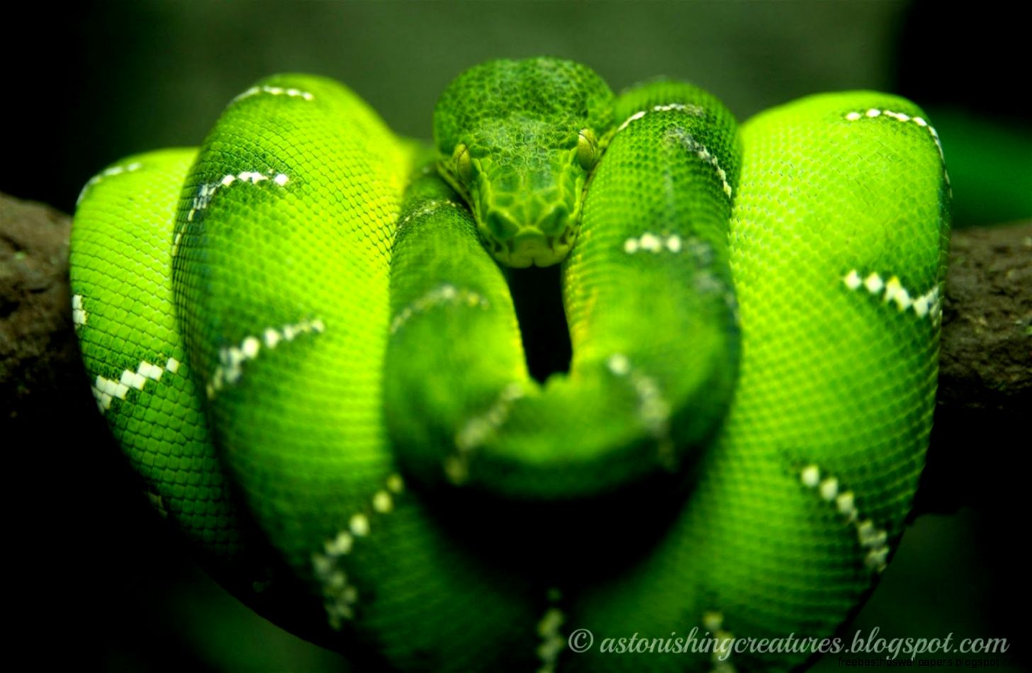 Green Python Snake Green Python Snake