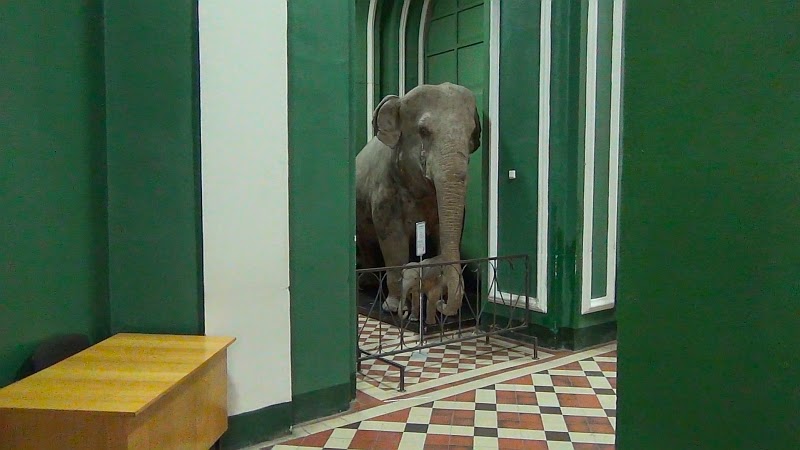 Слон в Зоологическом музее МГУ