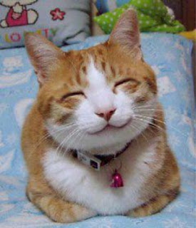 gambar kucing tersenyum