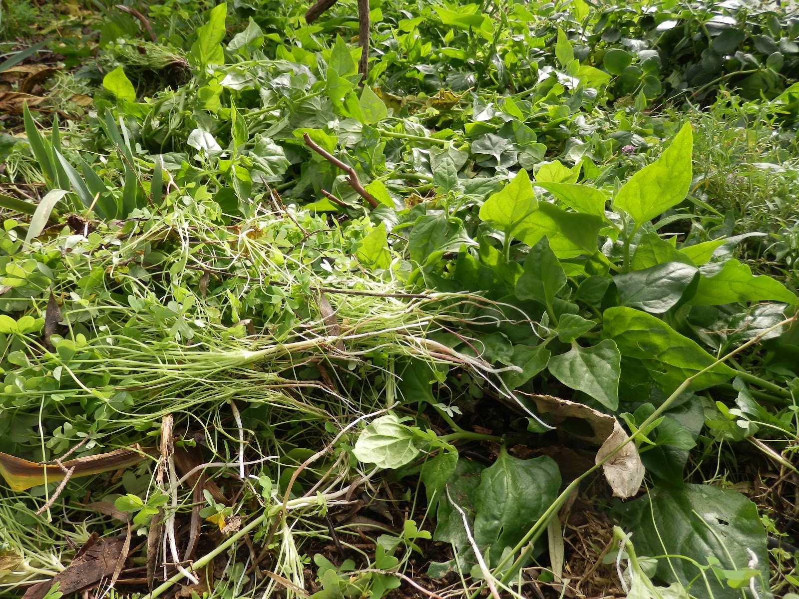 A Weed